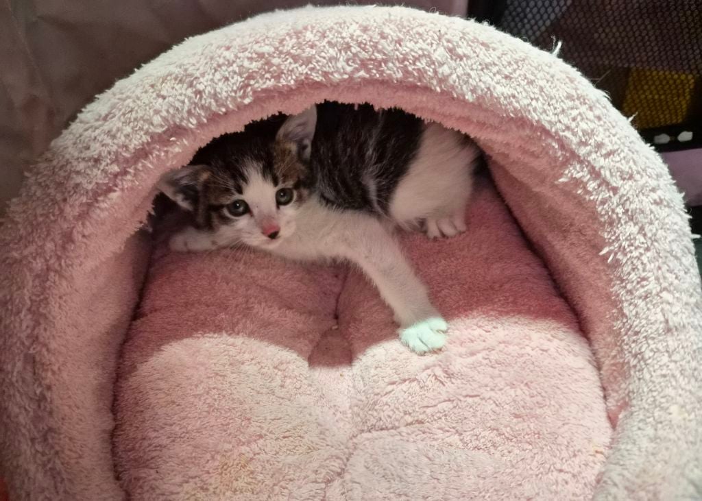곧 임보가 종료돼요 아기고양이들의 가족이 되어주세요 🐱 (입양처구함) | 인스티즈