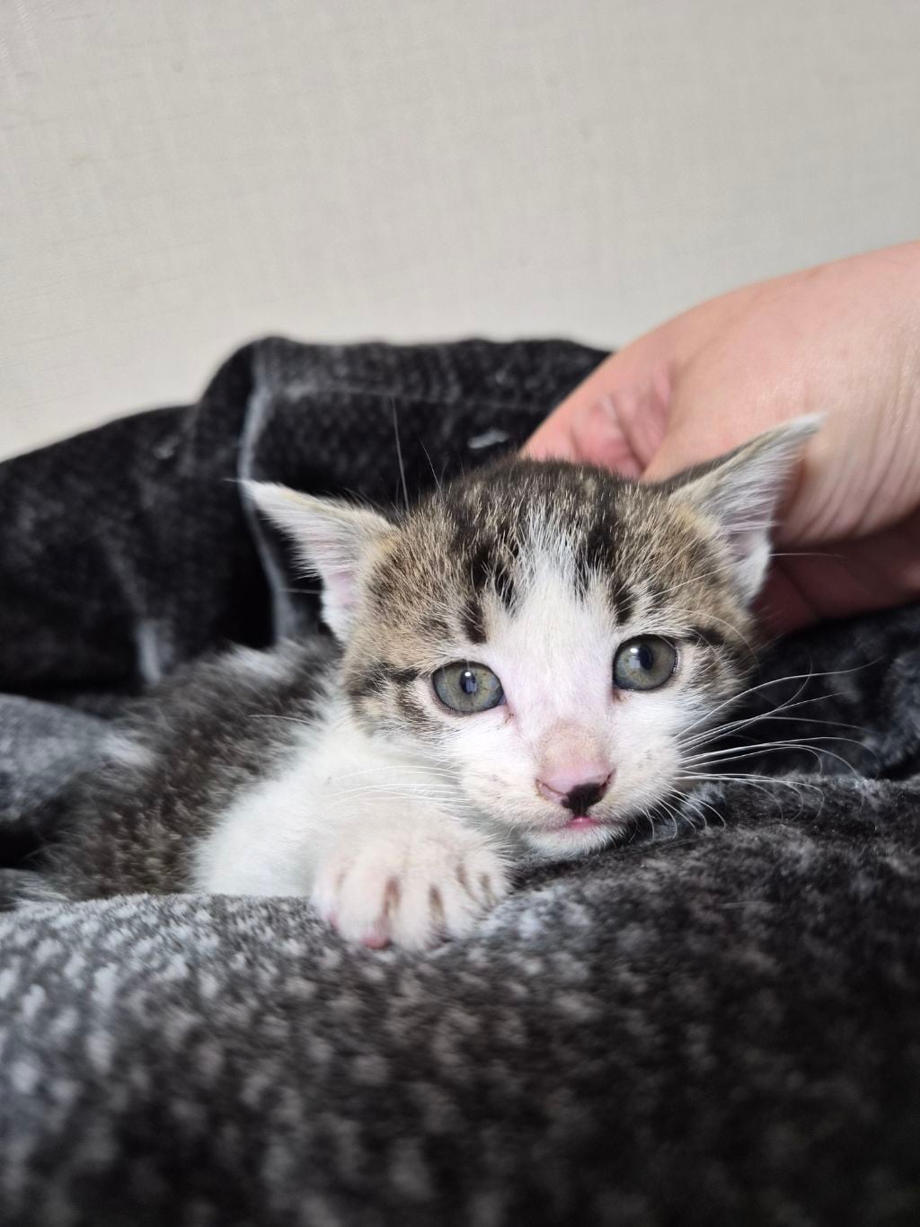 곧 임보가 종료돼요 아기고양이들의 가족이 되어주세요 🐱 (입양처구함) | 인스티즈