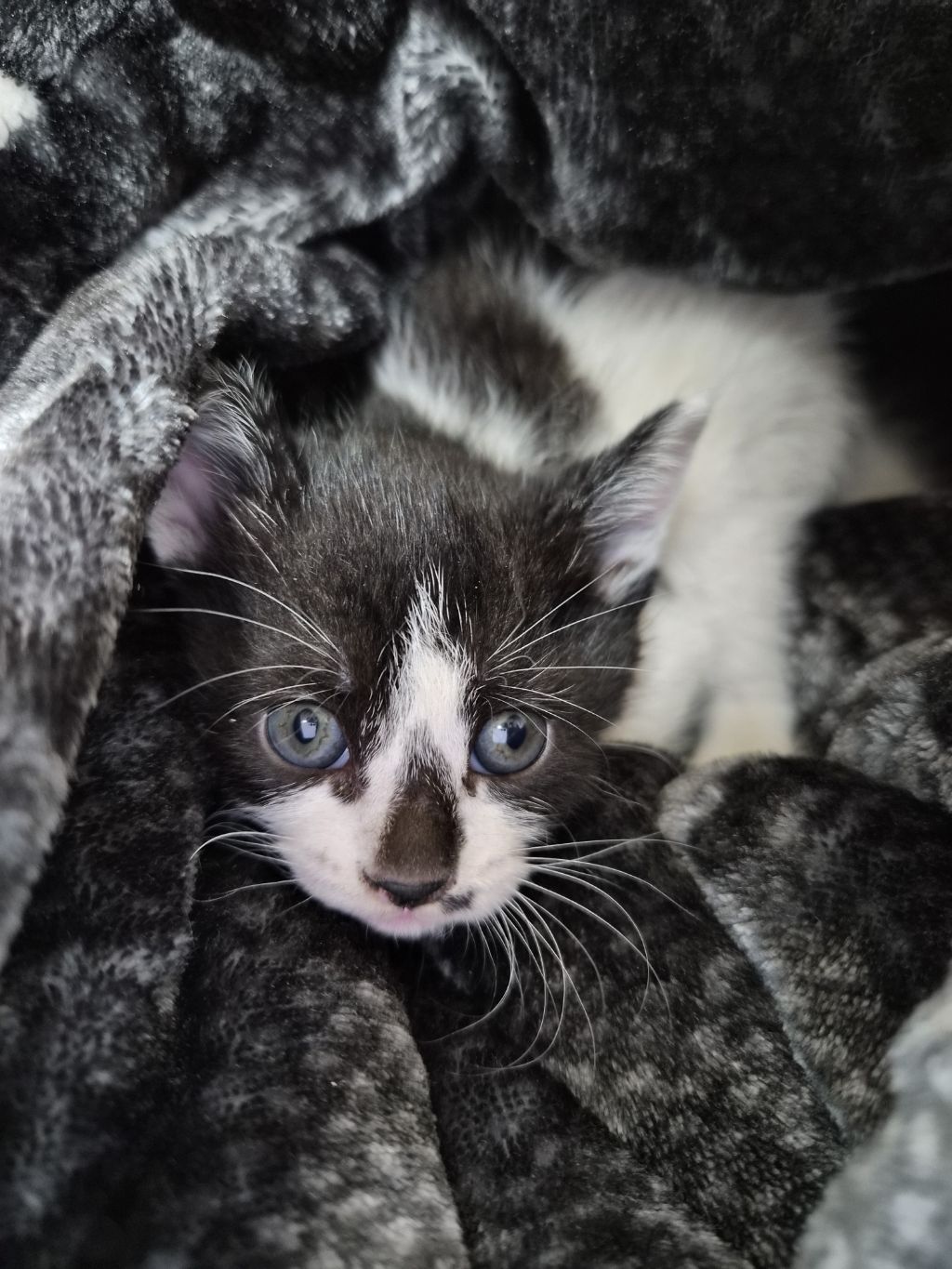 곧 임보가 종료돼요 아기고양이들의 가족이 되어주세요 🐱 (입양처구함) | 인스티즈