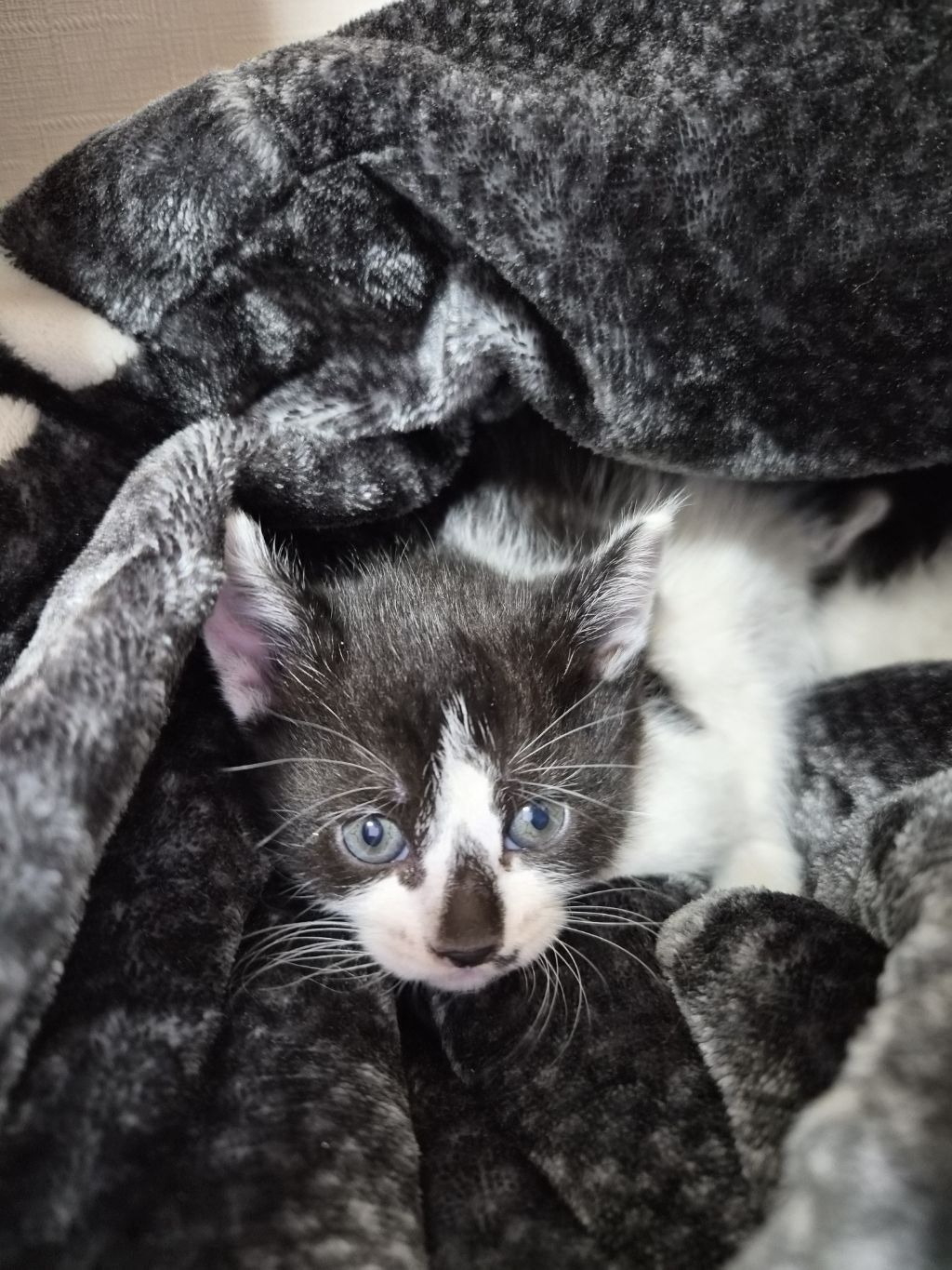 곧 임보가 종료돼요 아기고양이들의 가족이 되어주세요 🐱 (입양처구함) | 인스티즈