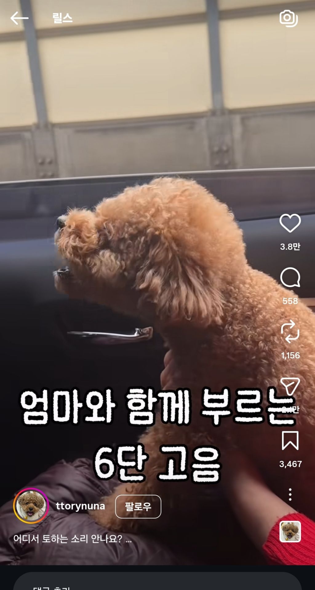 노래하다 토하는 강아지 | 인스티즈