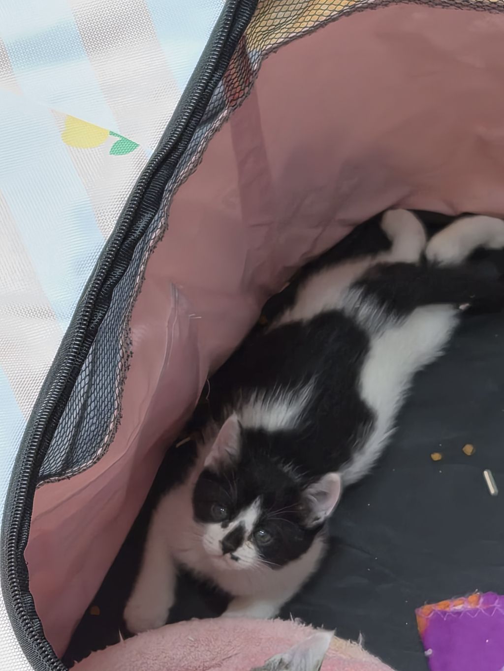 곧 임보가 종료돼요 아기고양이들의 가족이 되어주세요 🐱 (입양처구함) | 인스티즈