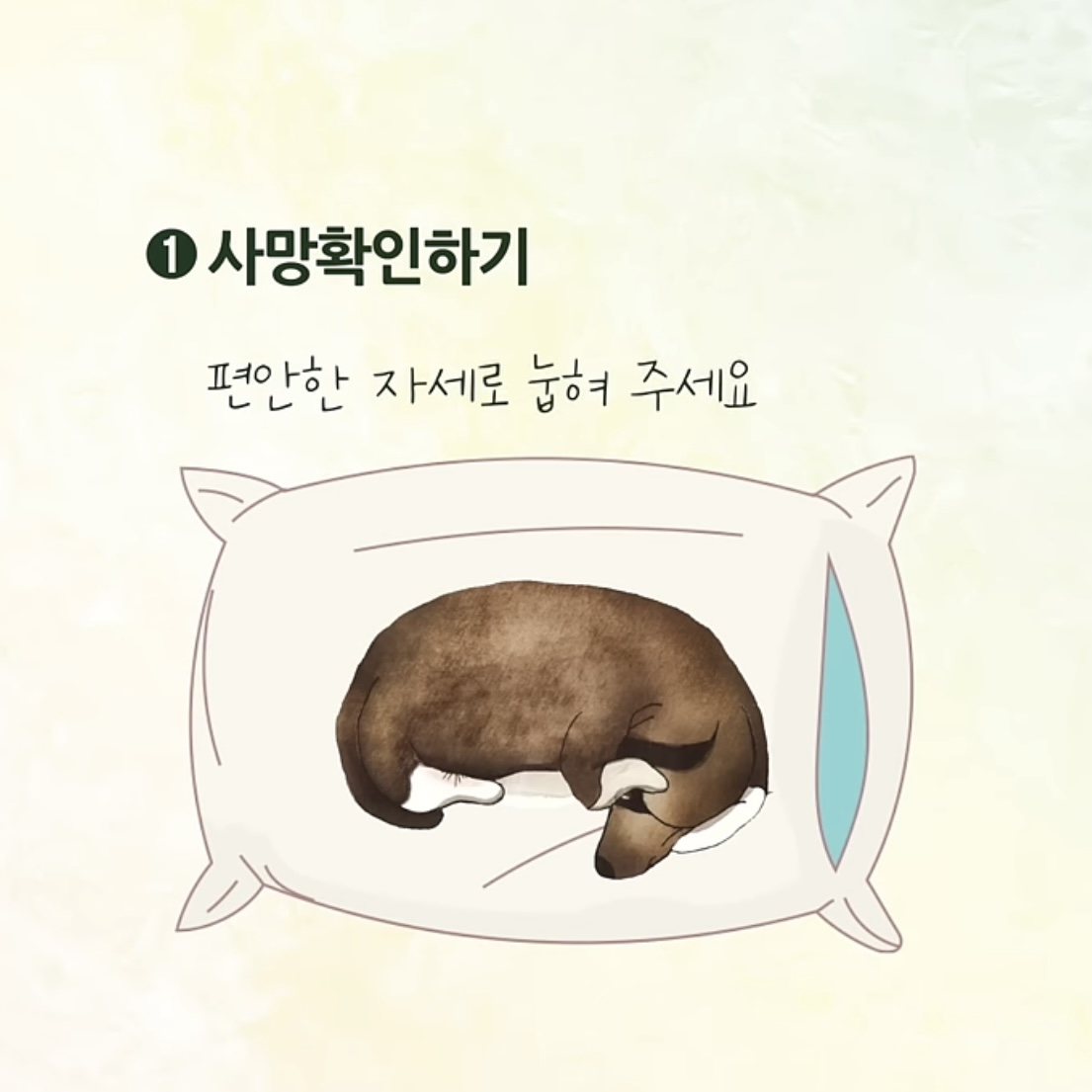 우리집 강아지가 죽으면 해야할 일.jpg | 인스티즈