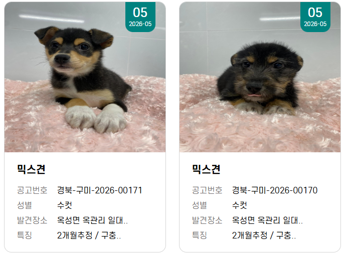 오른쪽 너무 롱안부라서 깜놀 ㅠㅠ개가 아닌것같아.. | 인스티즈
