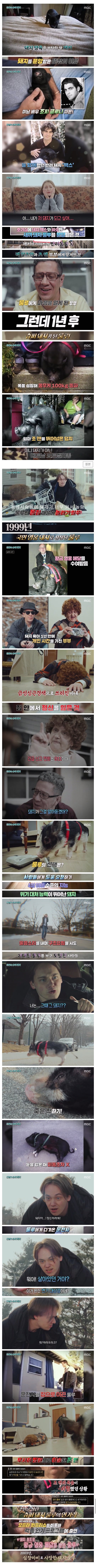 심장마비에 걸린 주인 살린 반려돼지 | 인스티즈