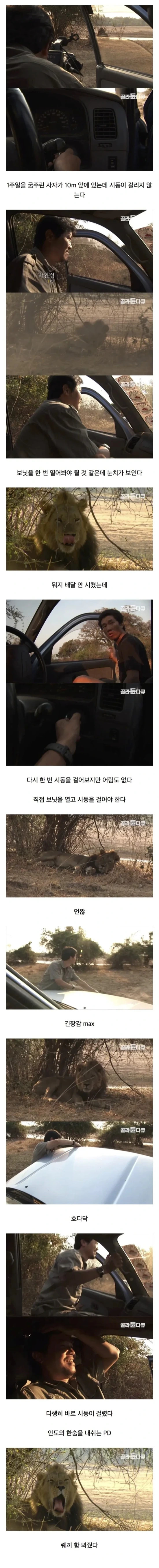굶주린 사자 앞에서 차가 고장난 제작진 | 인스티즈