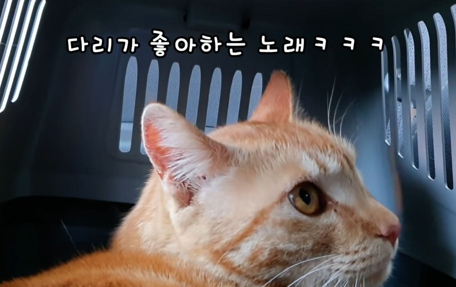 [매탈남] 심각한 고알못에서 고잘알으로 진화한 집사 | 인스티즈