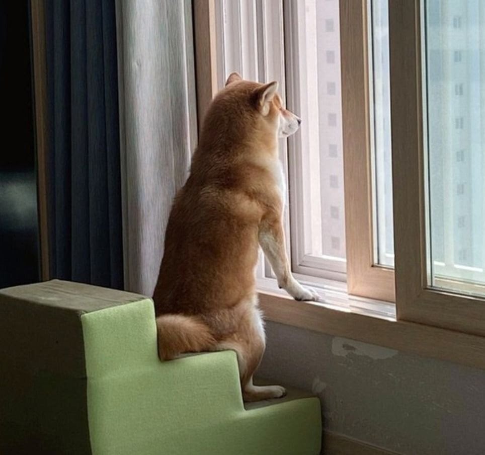 사색을 즐기는 댕댕이.jpg | 인스티즈