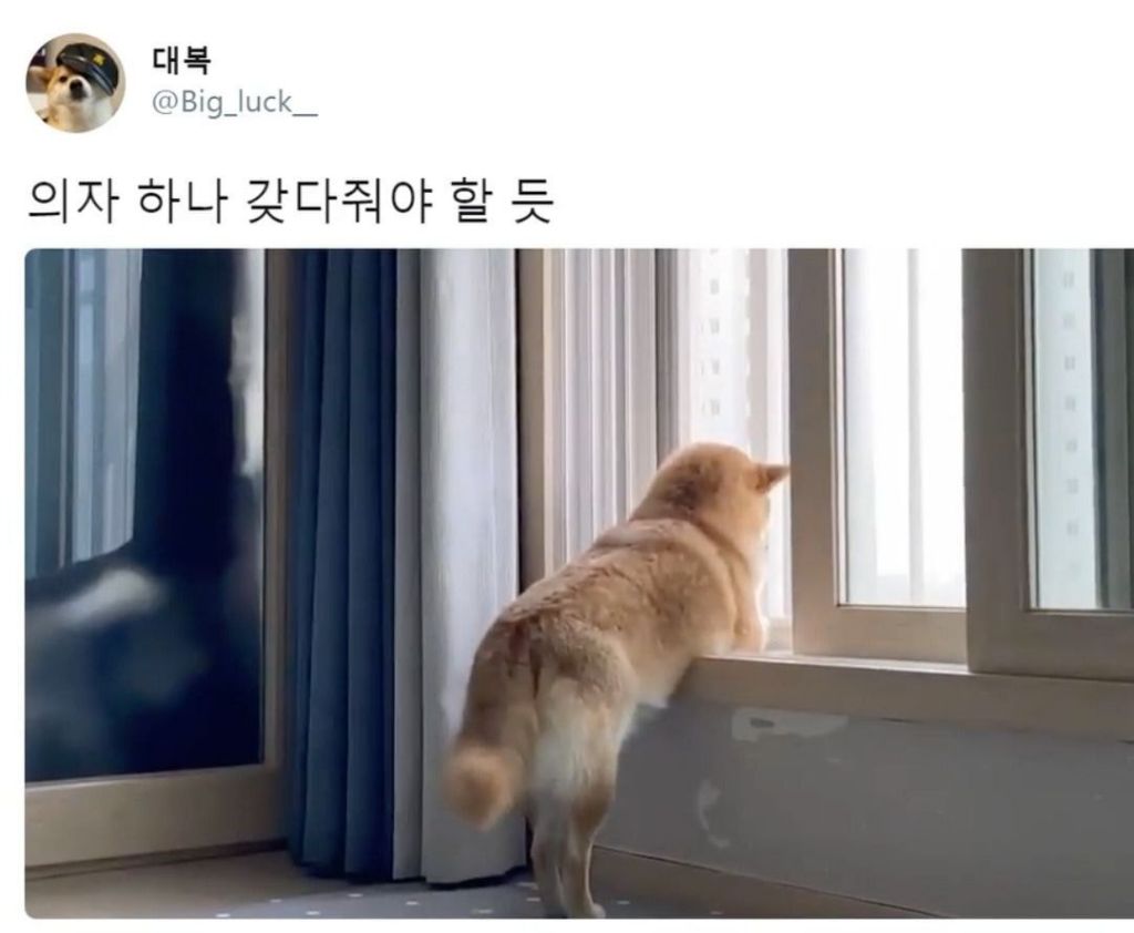 사색을 즐기는 댕댕이.jpg | 인스티즈
