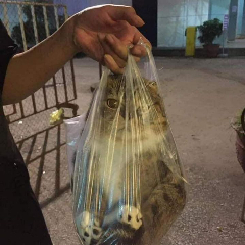 집탈출 고영희 체포 완료 | 인스티즈