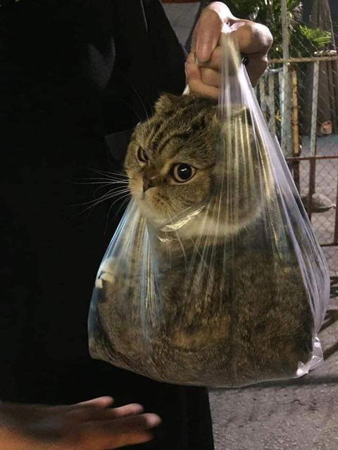 집탈출 고영희 체포 완료 | 인스티즈