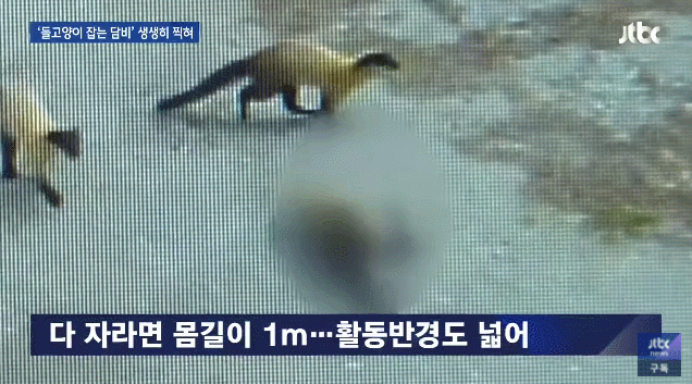 고양이 집단 사냥하는 담비.gif | 인스티즈