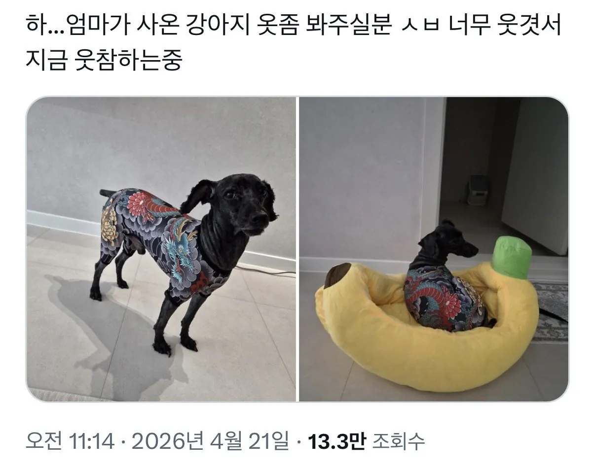 엄마가 사온 강아지 옷 좀 봐.jpg | 인스티즈