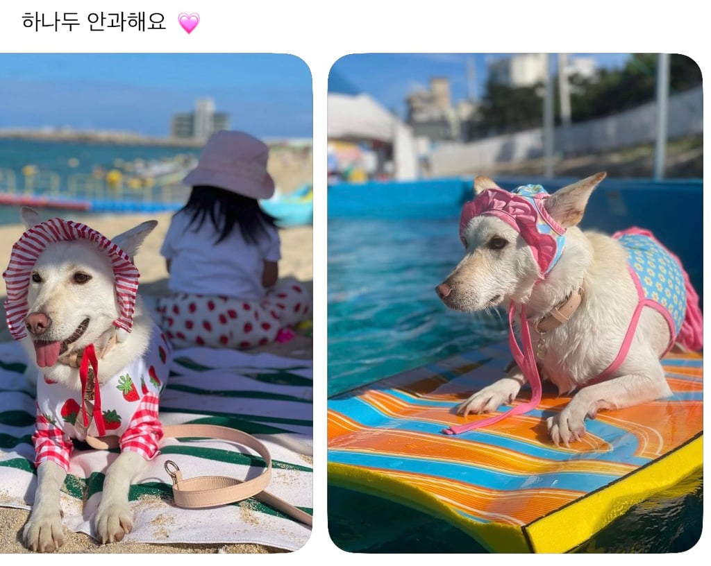 강아지 옷 샀는데 너무 과한가..? | 인스티즈