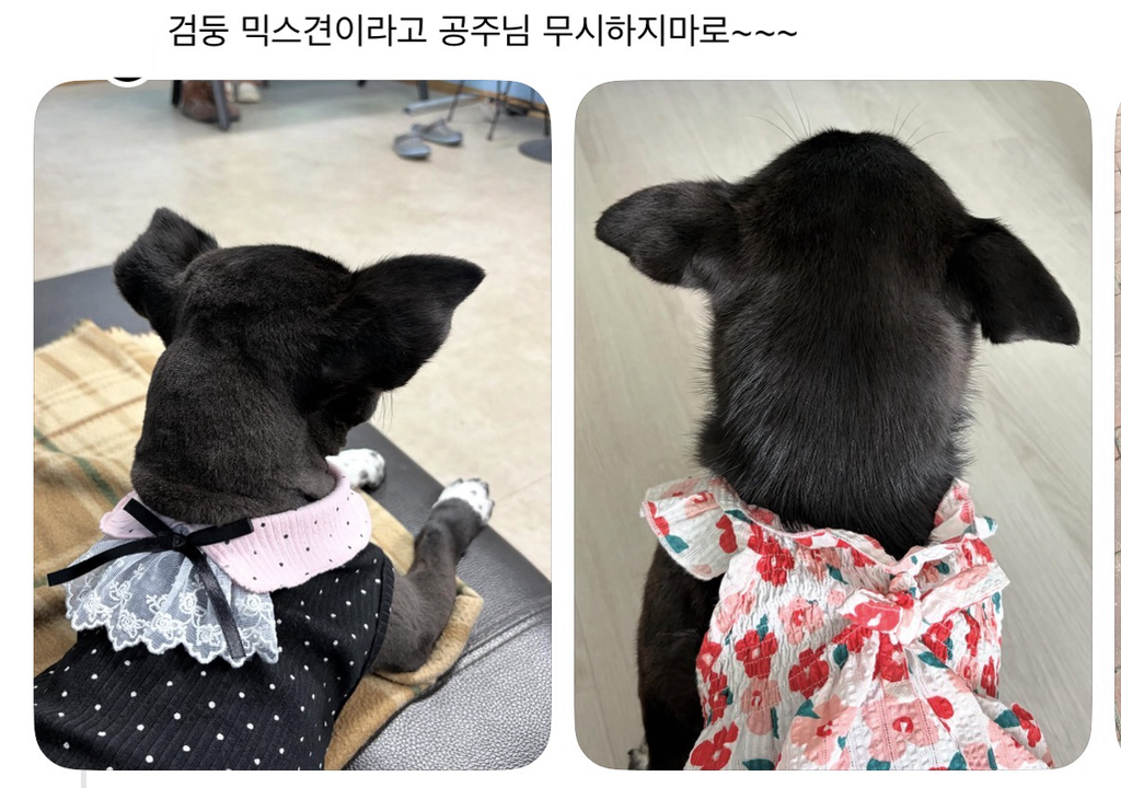 강아지 옷 샀는데 너무 과한가..? | 인스티즈