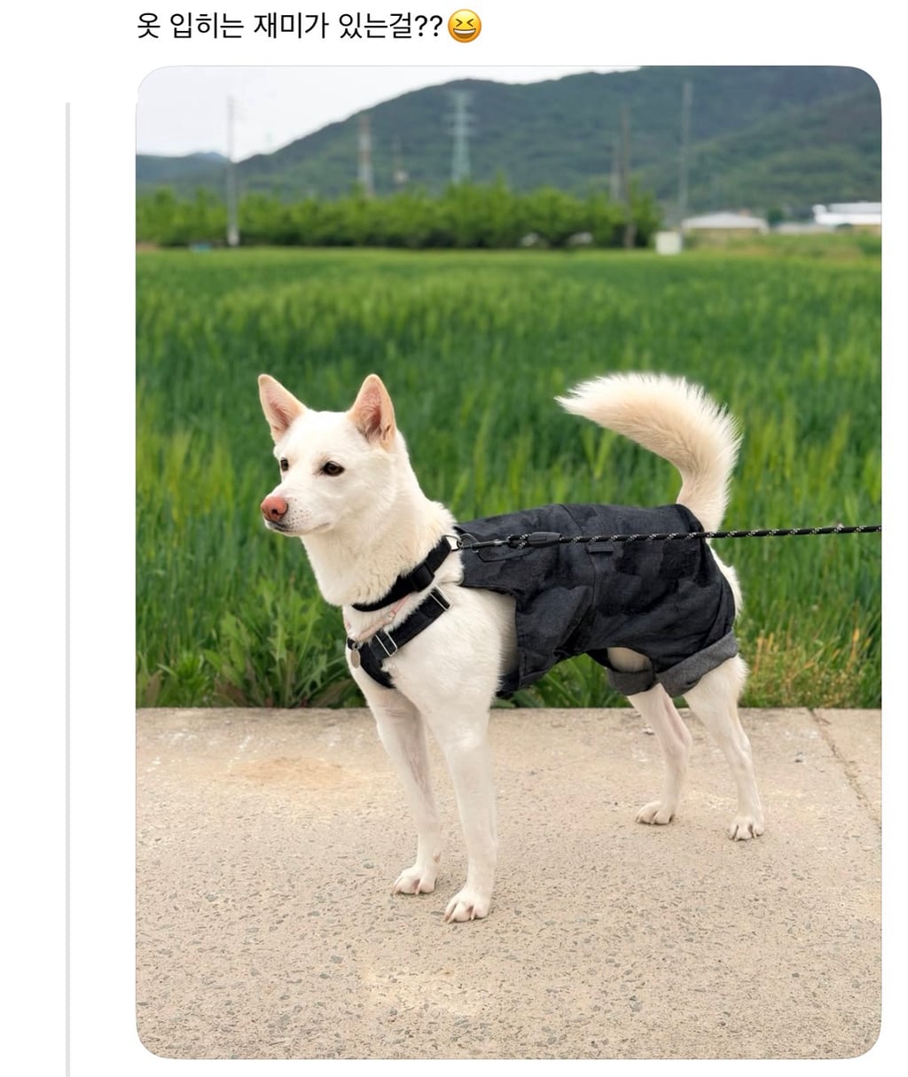 강아지 옷 샀는데 너무 과한가..? | 인스티즈