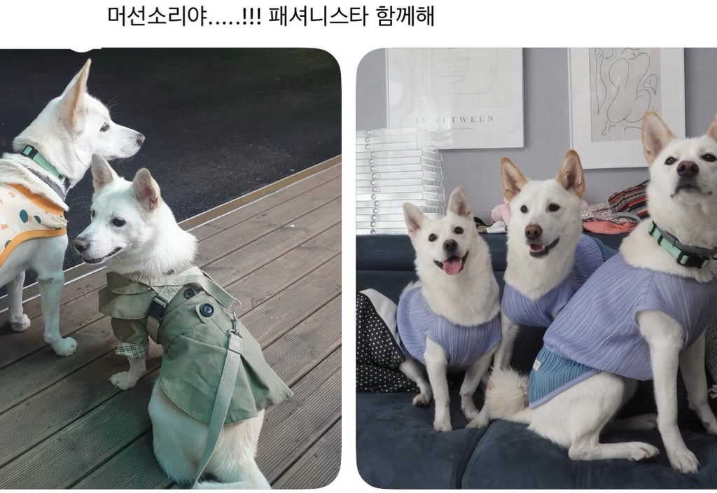 강아지 옷 샀는데 너무 과한가..? | 인스티즈