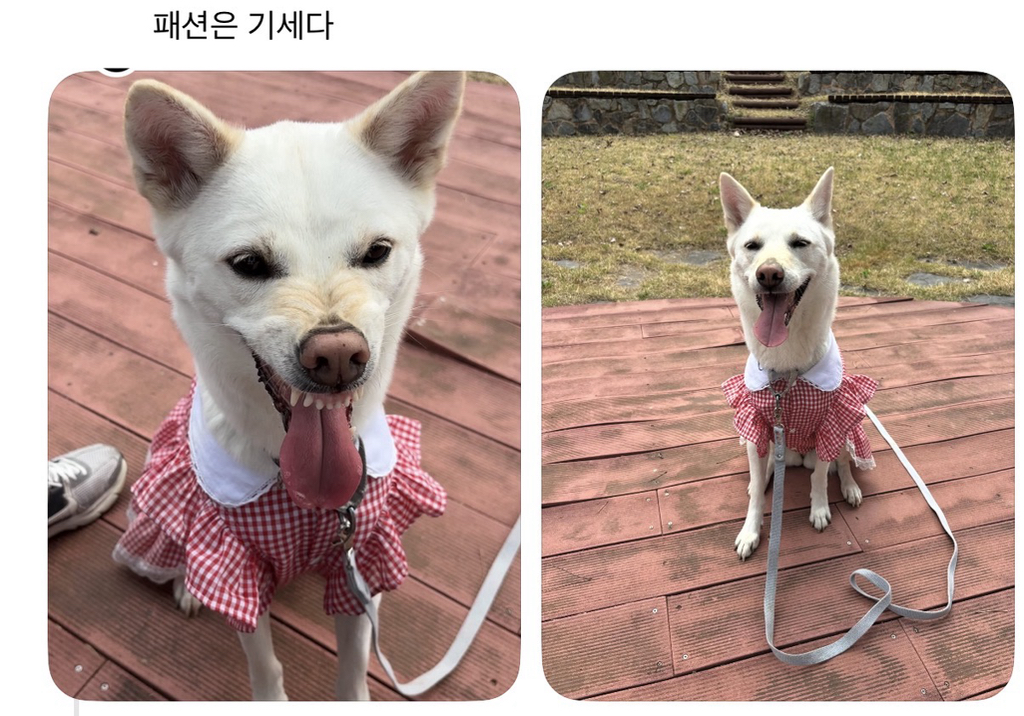 강아지 옷 샀는데 너무 과한가..? | 인스티즈