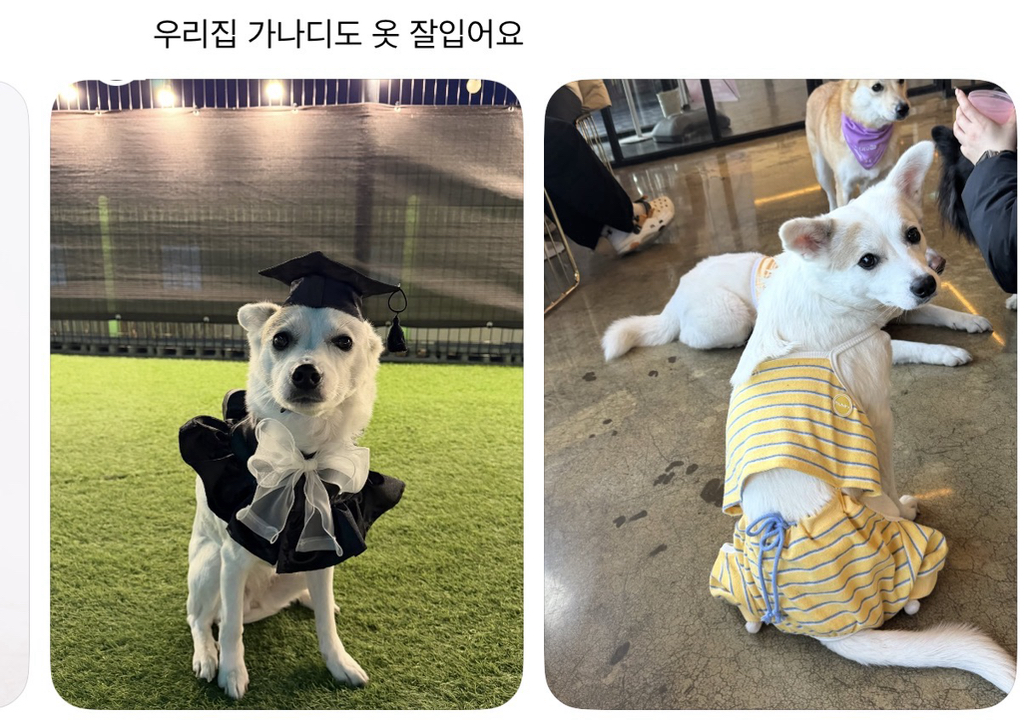 강아지 옷 샀는데 너무 과한가..? | 인스티즈