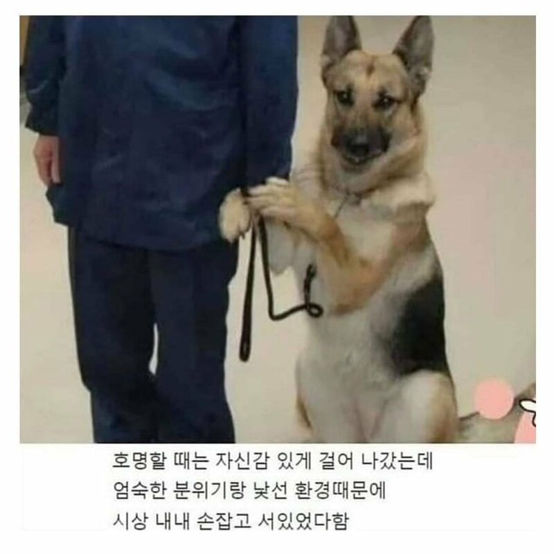 표창장 받느라 긴장한 경찰견 | 인스티즈