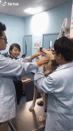 수의사가 댕댕이 약 먹이는법 | 인스티즈