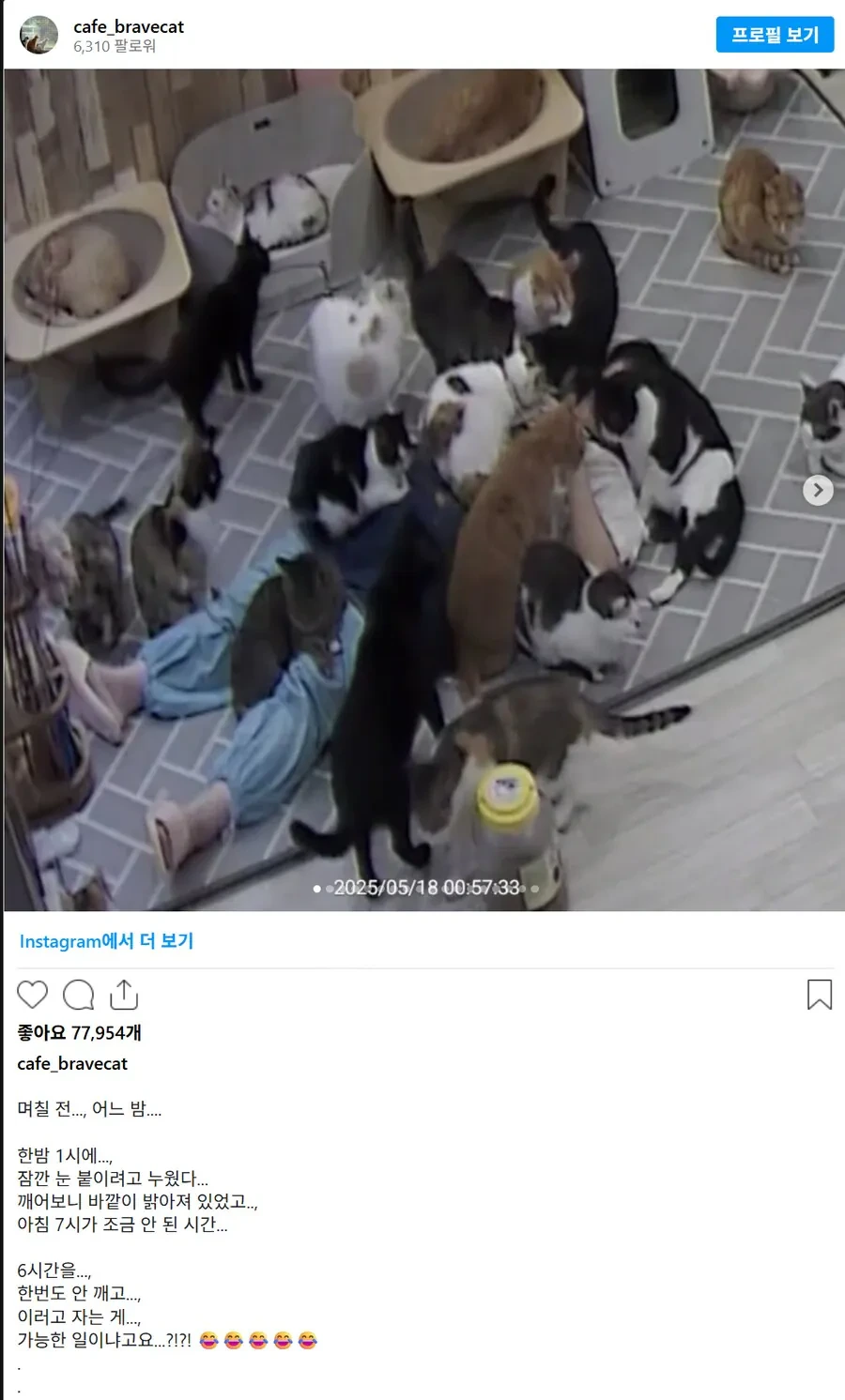 고양이 쉼터에서 6시간 주무신 분 | 인스티즈