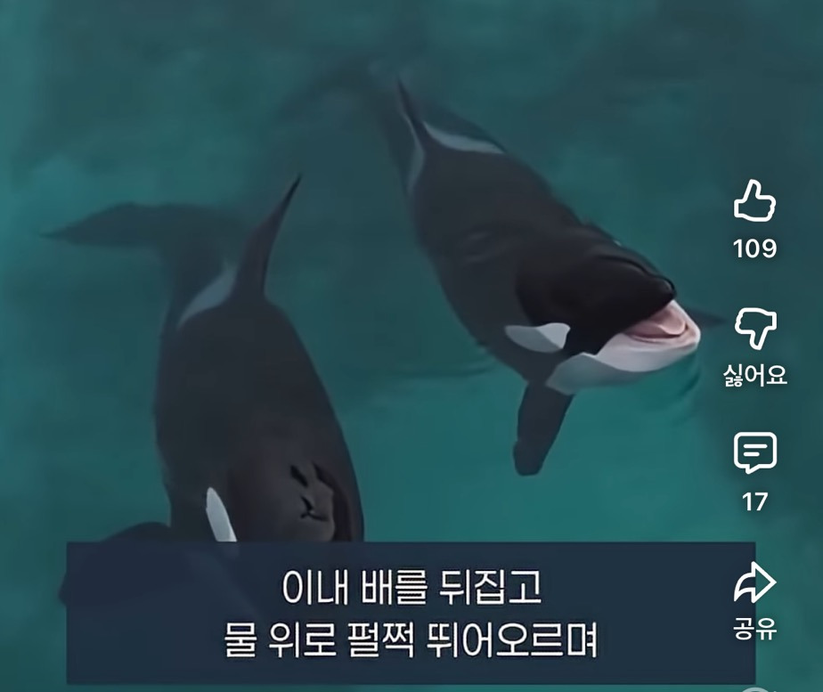 폐쇄된 동물원에 남겨진 두 범고래 | 인스티즈