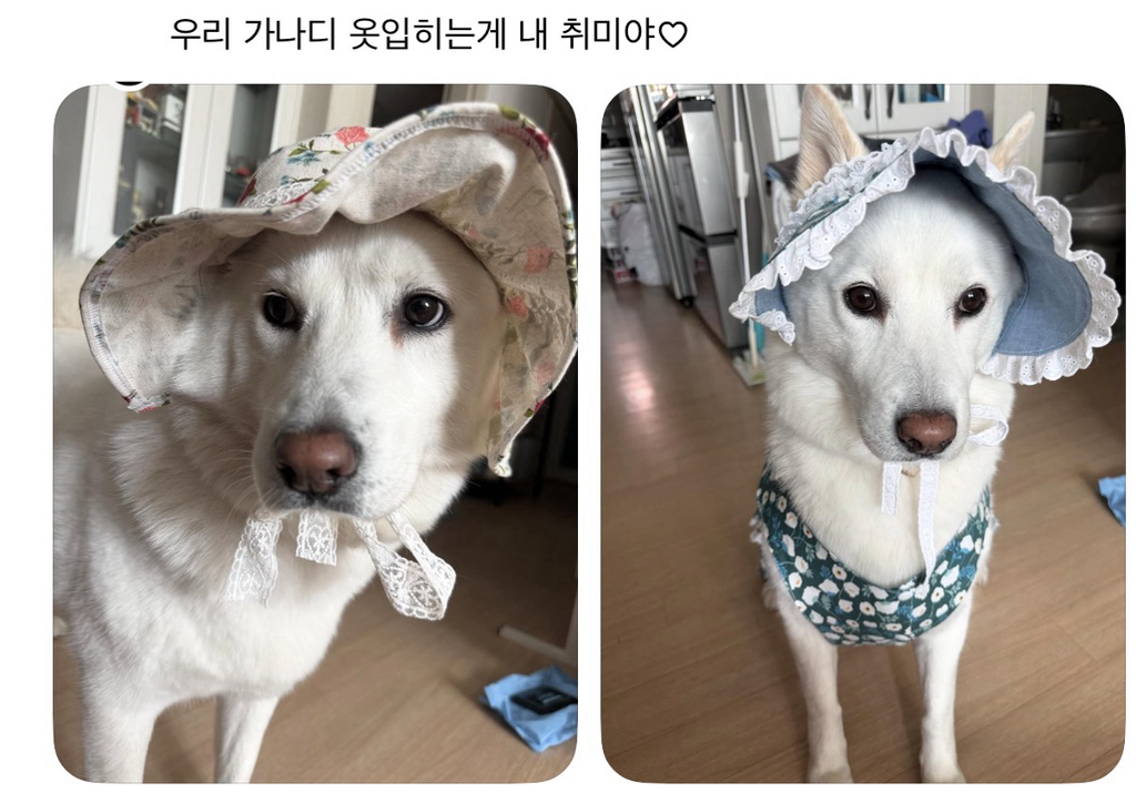 강아지 옷 샀는데 너무 과한가..? | 인스티즈