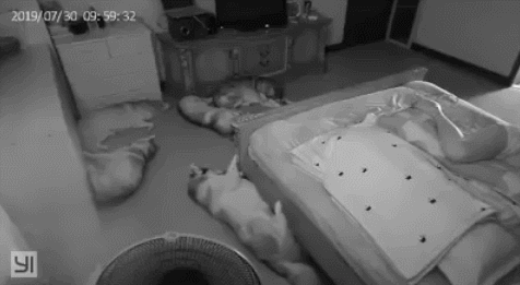 자다가 다리가 끼어서 놀란 댕댕이.gif | 인스티즈