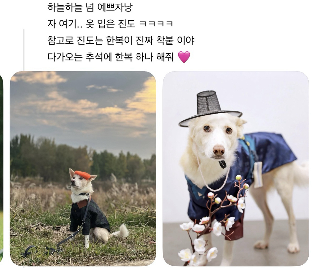 강아지 옷 샀는데 너무 과한가..? | 인스티즈