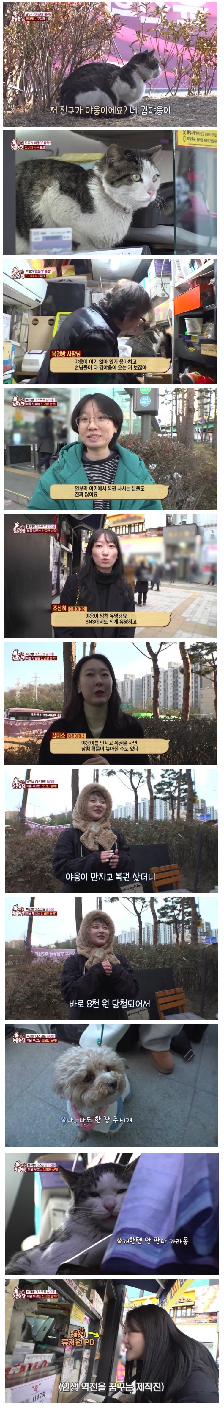 복권방 명물 고양이 | 인스티즈