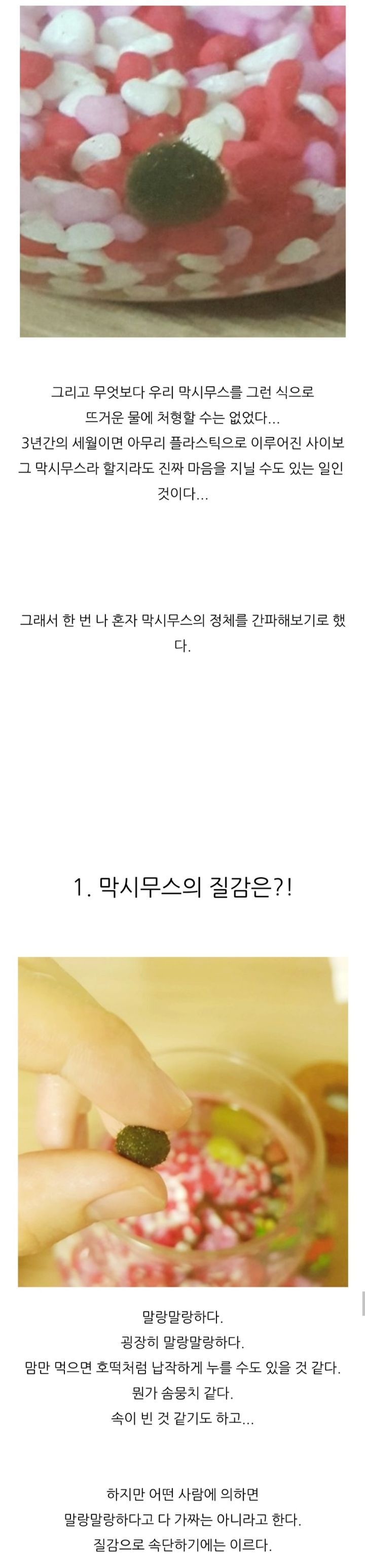 가짜 마리모🟢와 3년을 함께한 사람의 후기 (feat.왜그래 막시무스?) | 인스티즈