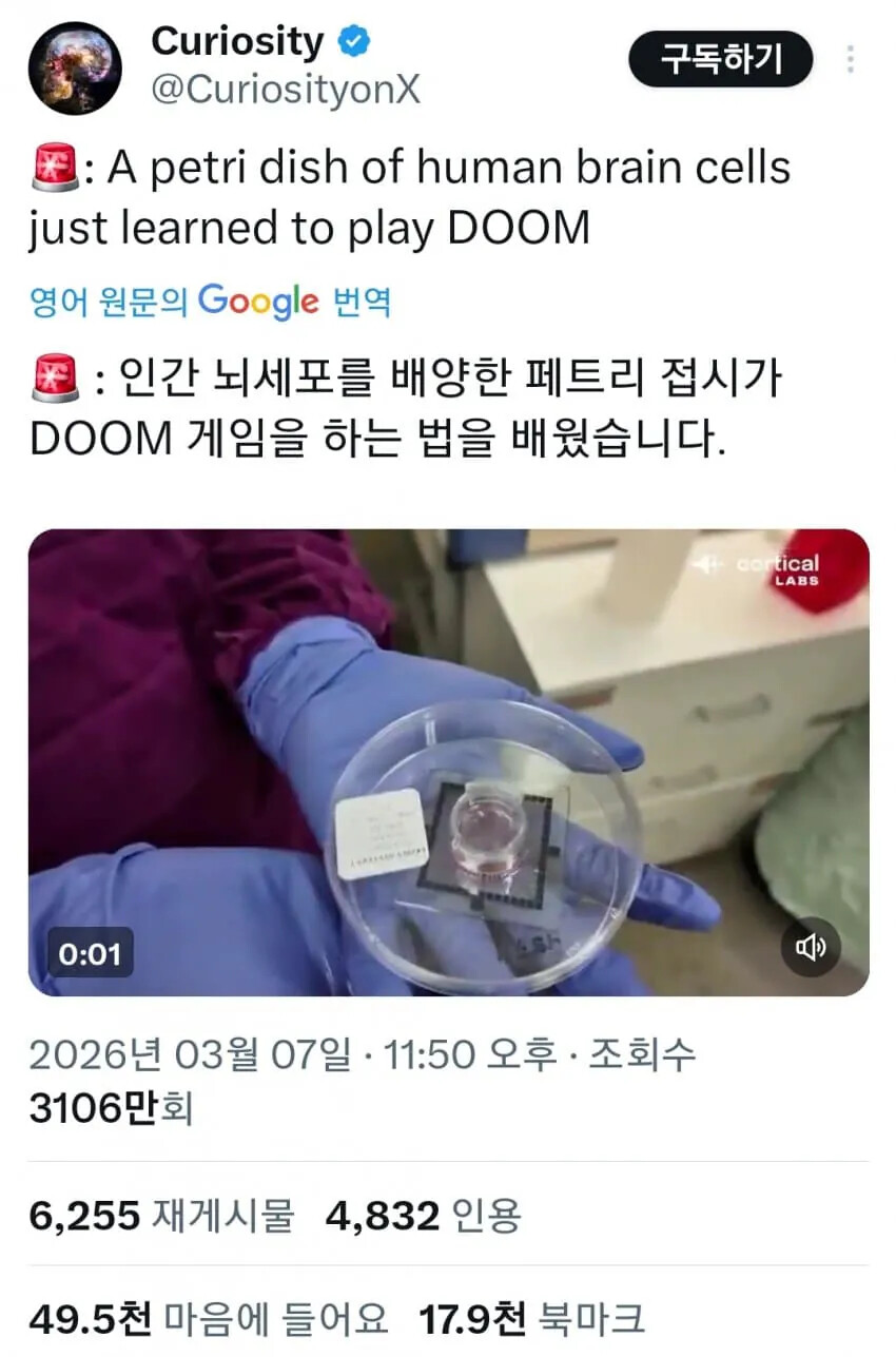 인공 배양된 뇌세포 | 인스티즈