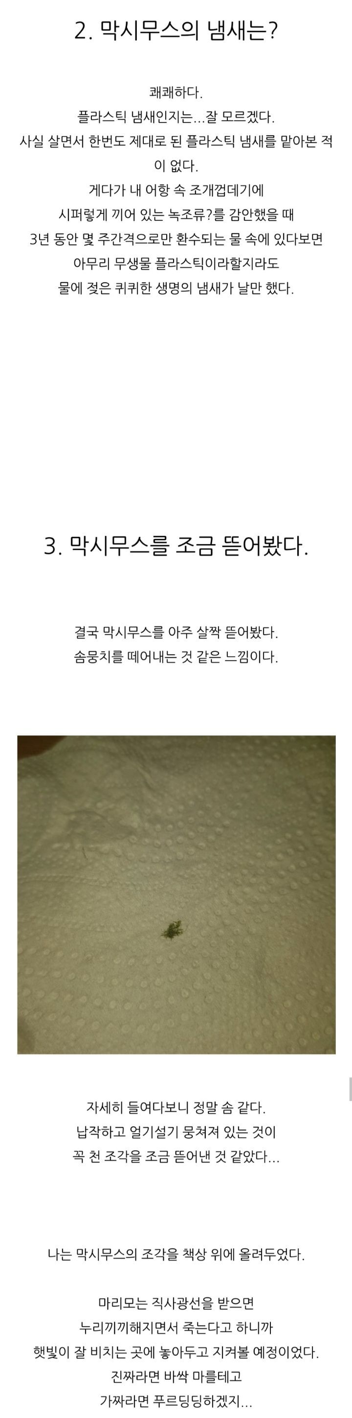 가짜 마리모🟢와 3년을 함께한 사람의 후기 (feat.왜그래 막시무스?) | 인스티즈
