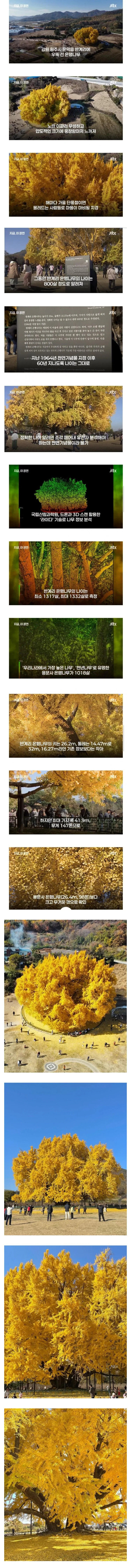 800살 은행나무로 유명한 반계리 은행나무 나이 | 인스티즈