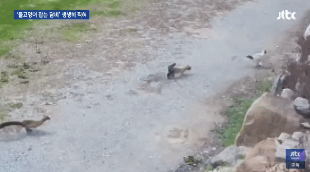 고양이 집단 사냥하는 담비.gif | 인스티즈