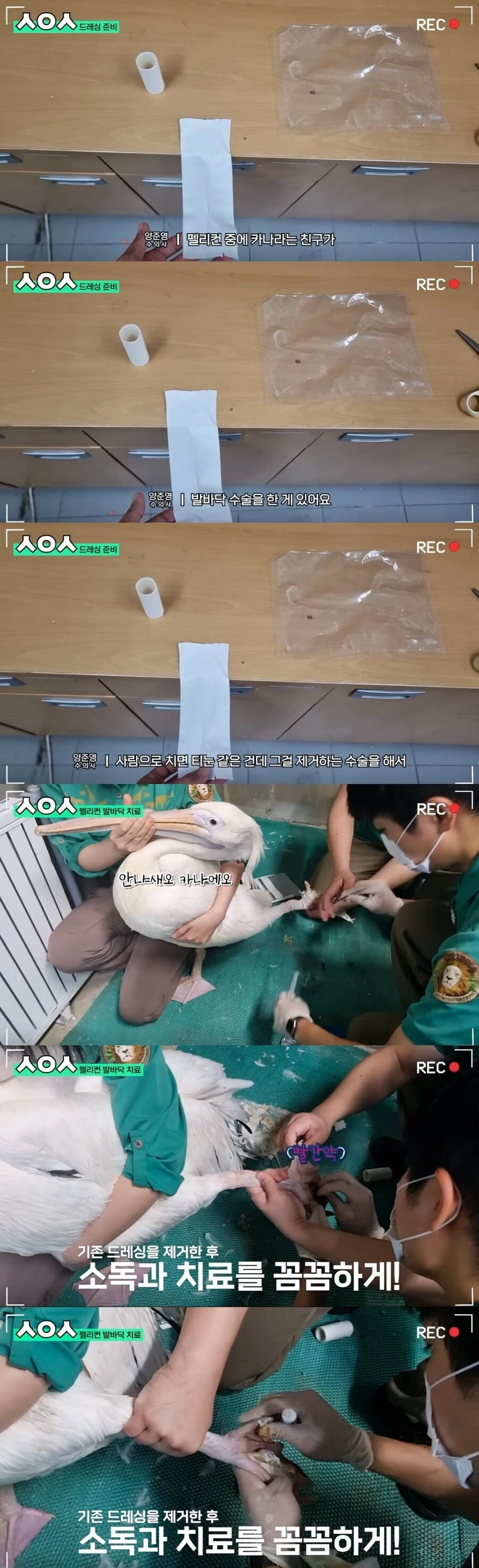 기껏 치료해주고 후드려 맞는 수의사 | 인스티즈
