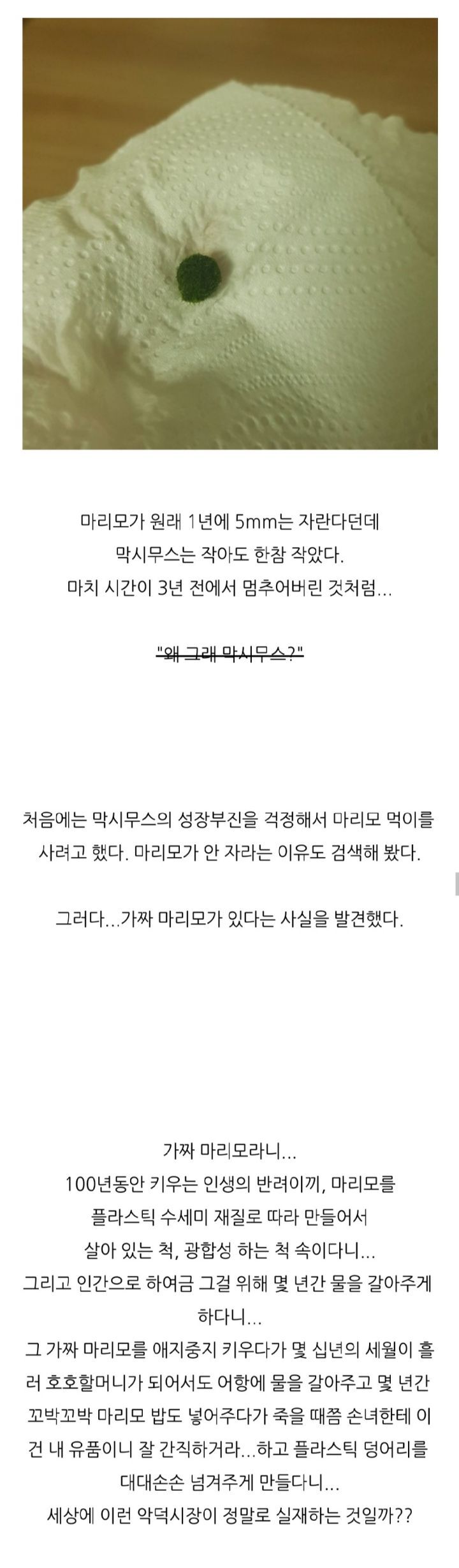 가짜 마리모🟢와 3년을 함께한 사람의 후기 (feat.왜그래 막시무스?) | 인스티즈