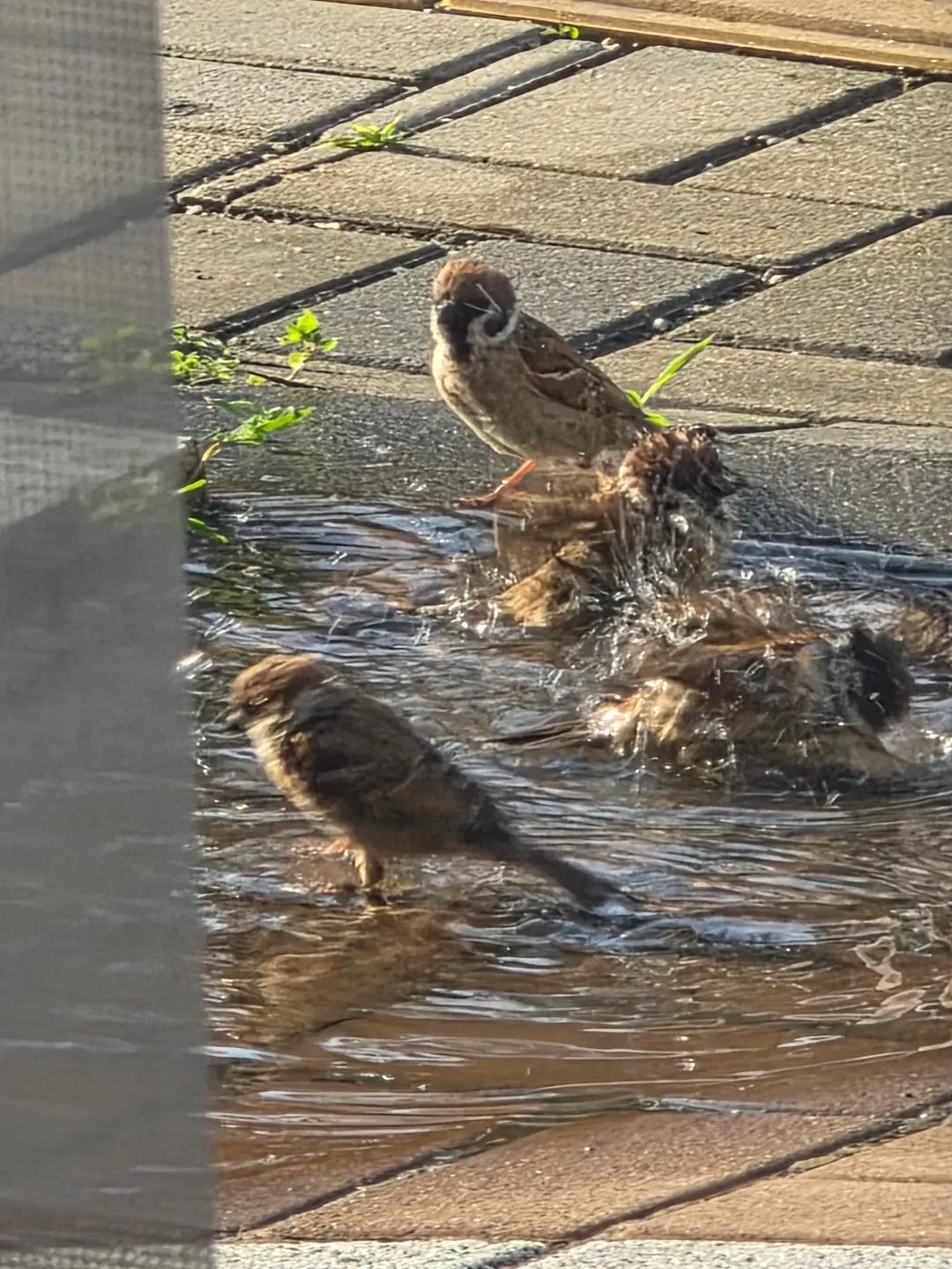 물낭비 뭐고💦😡 - 🐦🥺🥹🥰😍 | 인스티즈