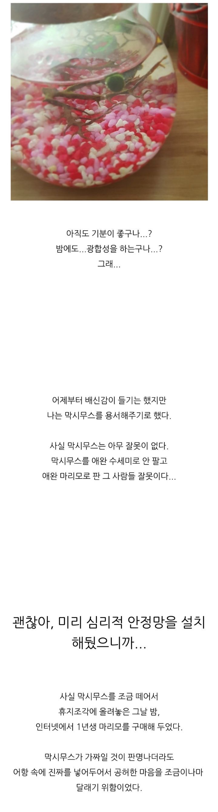 가짜 마리모🟢와 3년을 함께한 사람의 후기 (feat.왜그래 막시무스?) | 인스티즈