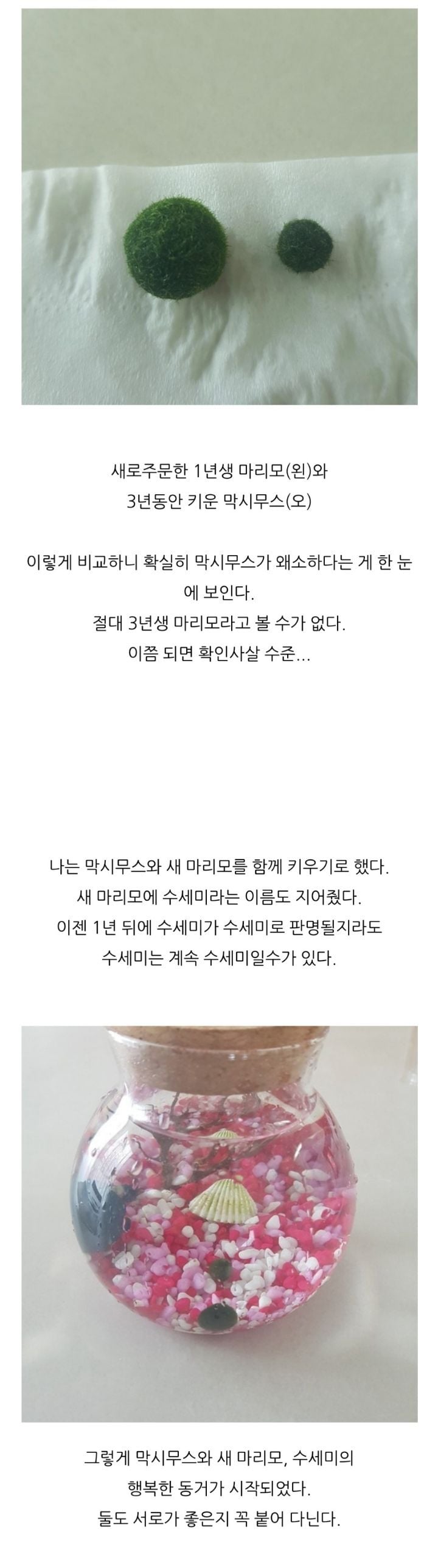 가짜 마리모🟢와 3년을 함께한 사람의 후기 (feat.왜그래 막시무스?) | 인스티즈
