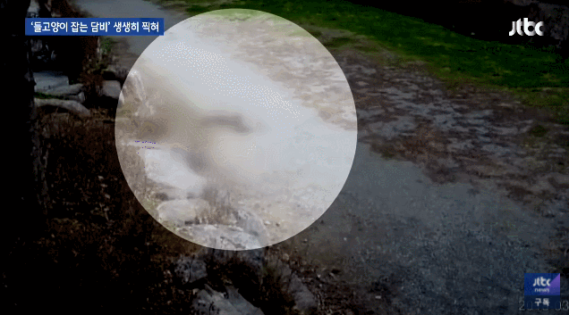 고양이 집단 사냥하는 담비.gif | 인스티즈