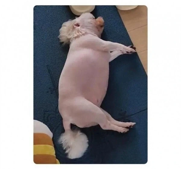 너무 살쪄서 털이라도 깎아 본 견주 .jpg | 인스티즈