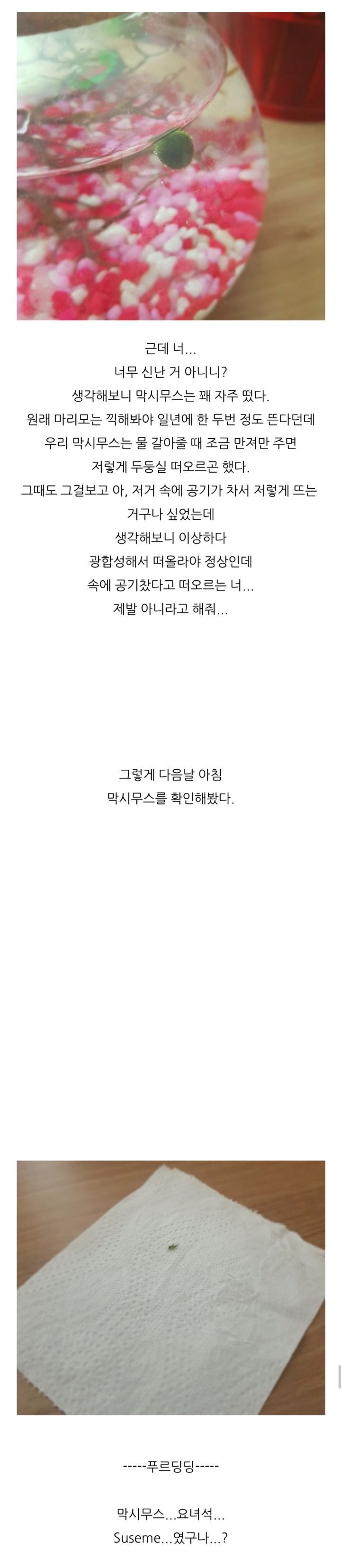 가짜 마리모🟢와 3년을 함께한 사람의 후기 (feat.왜그래 막시무스?) | 인스티즈