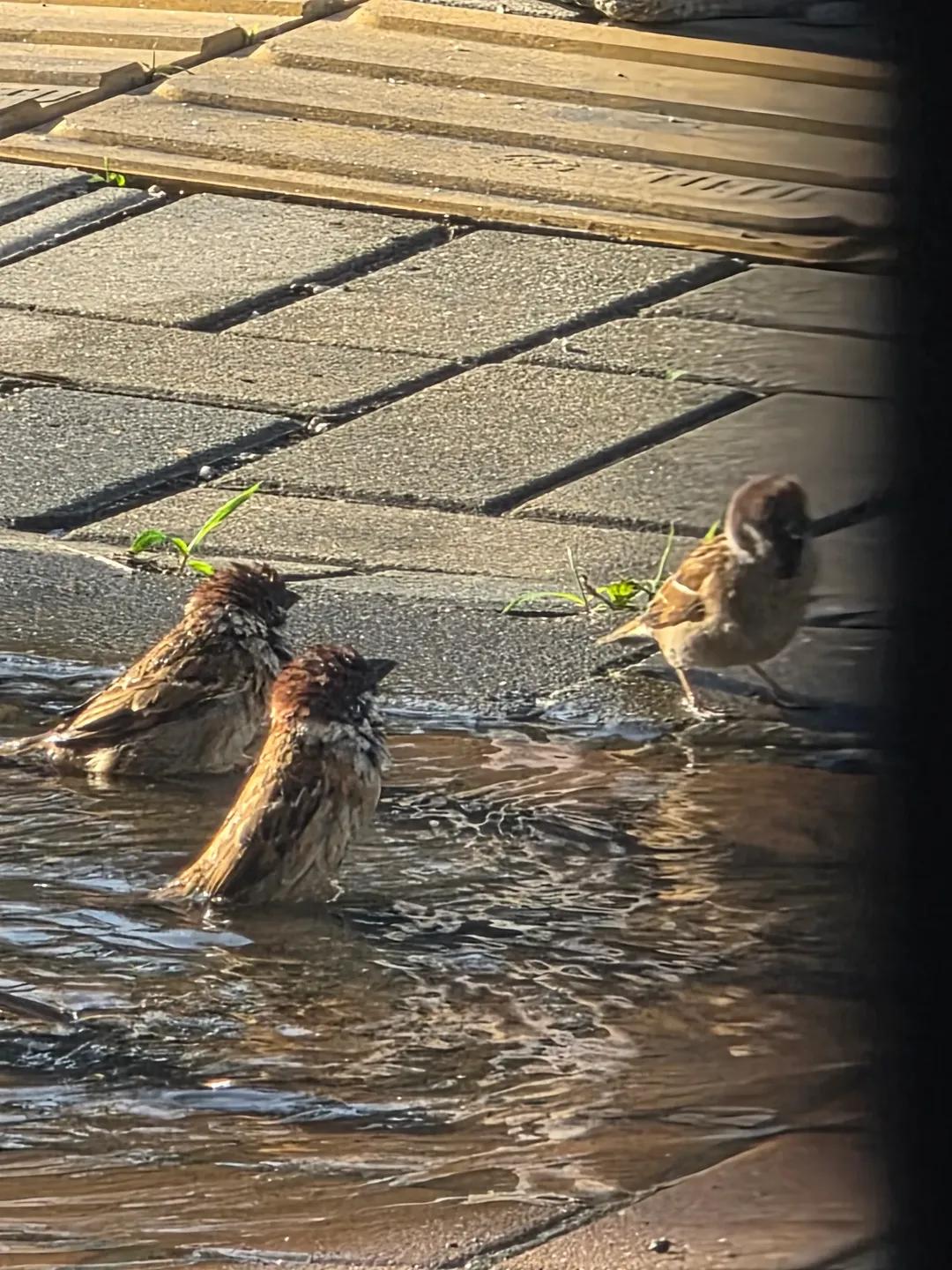 물낭비 뭐고💦😡 - 🐦🥺🥹🥰😍 | 인스티즈