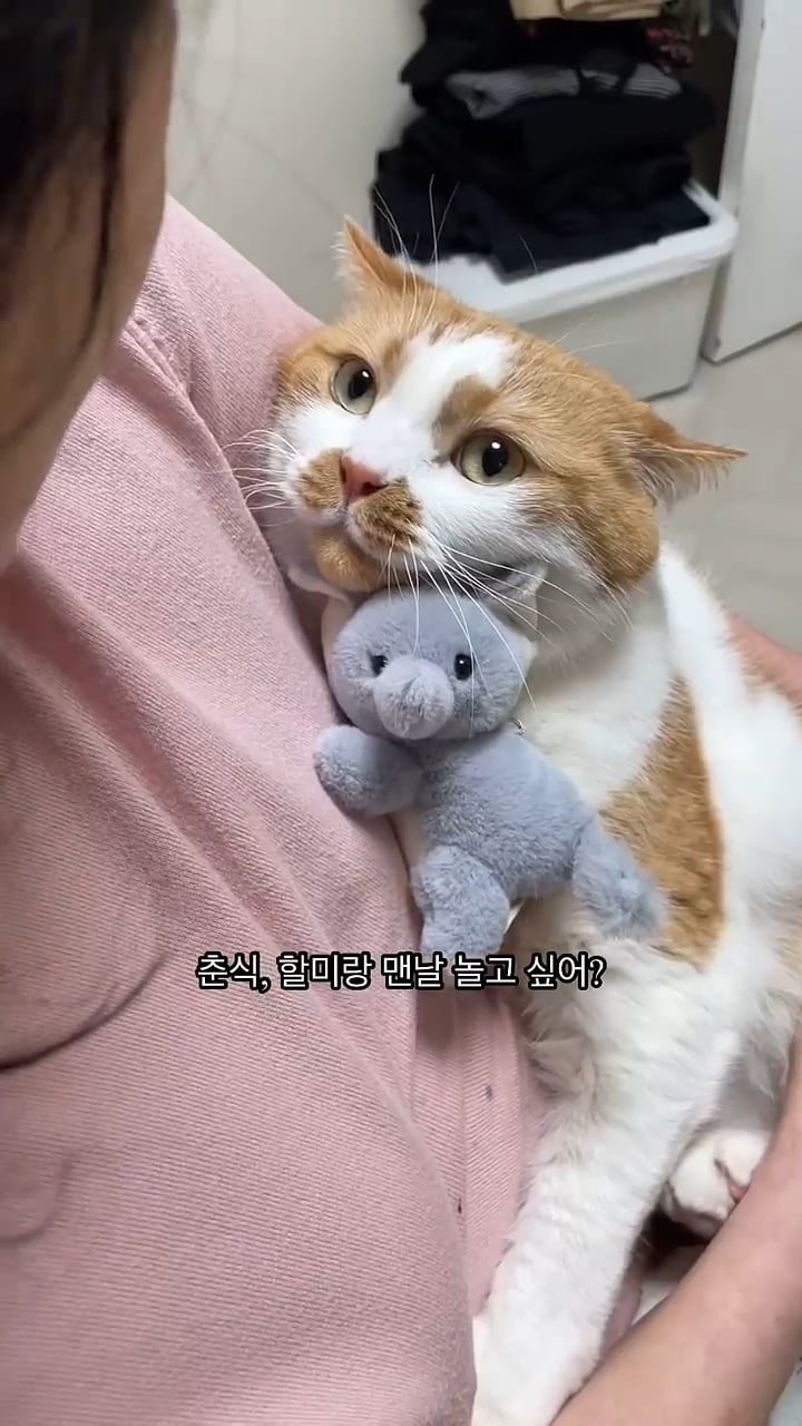 월요병을 치유해줄, 동그랗고 대답 잘하는데 입 주변에 카레 묻은 고양이 | 인스티즈