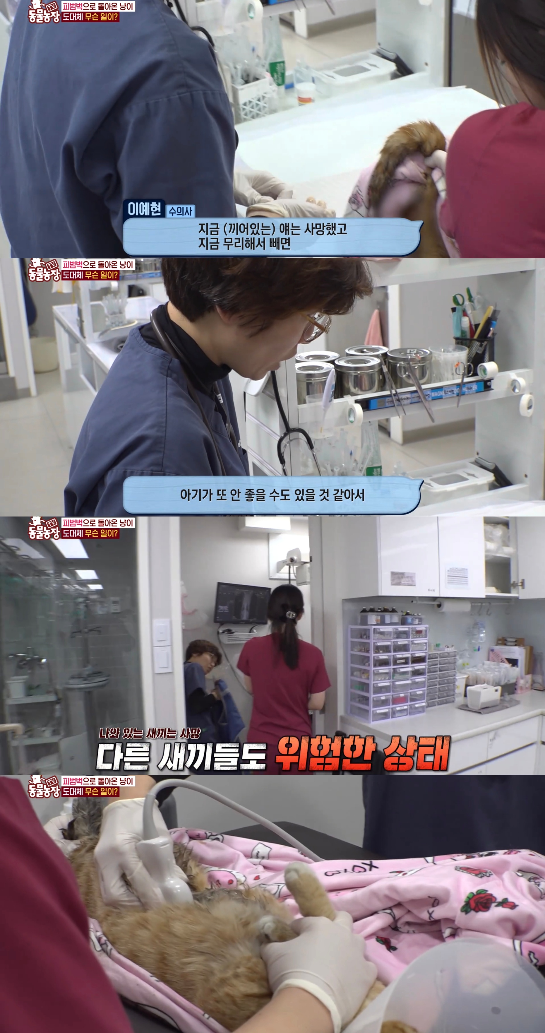 충격 전개로 눈물나는 이번주 동물농장 편의점 고양이 사연.jpg | 인스티즈
