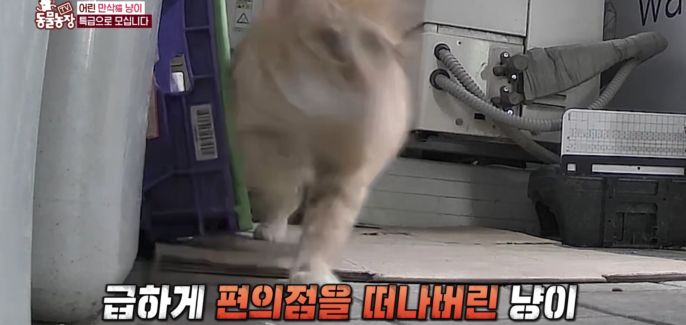 충격 전개로 눈물나는 이번주 동물농장 편의점 고양이 사연.jpg | 인스티즈