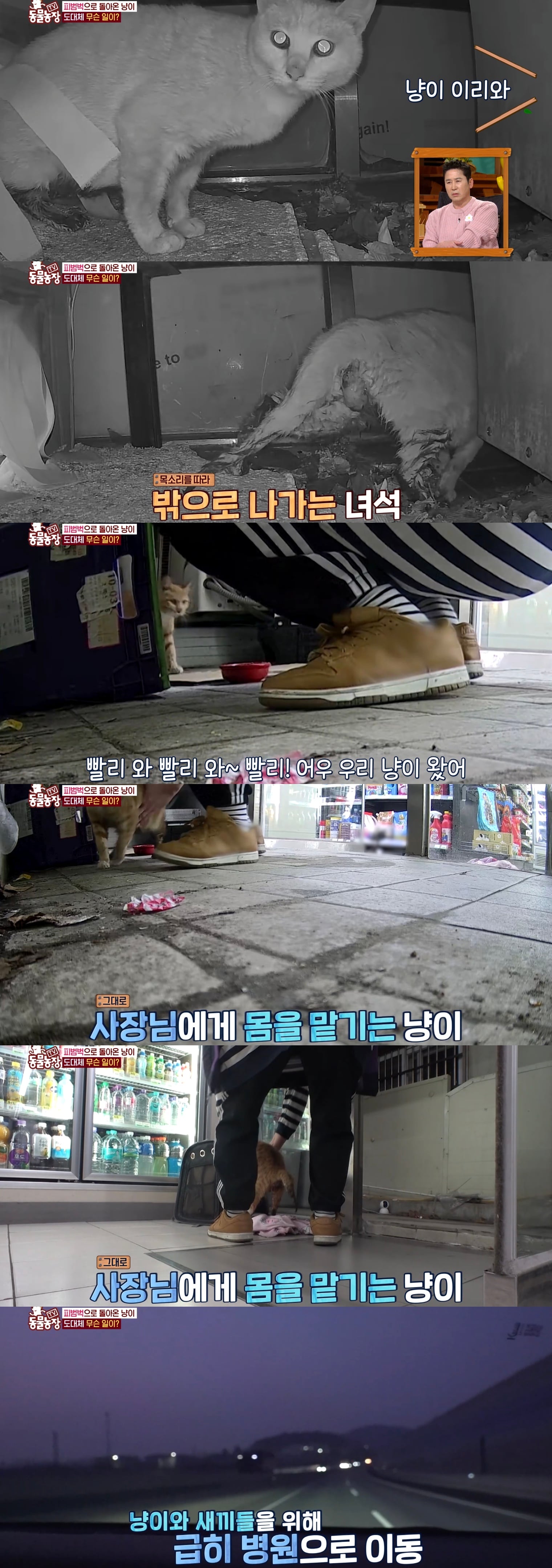 충격 전개로 눈물나는 이번주 동물농장 편의점 고양이 사연.jpg | 인스티즈