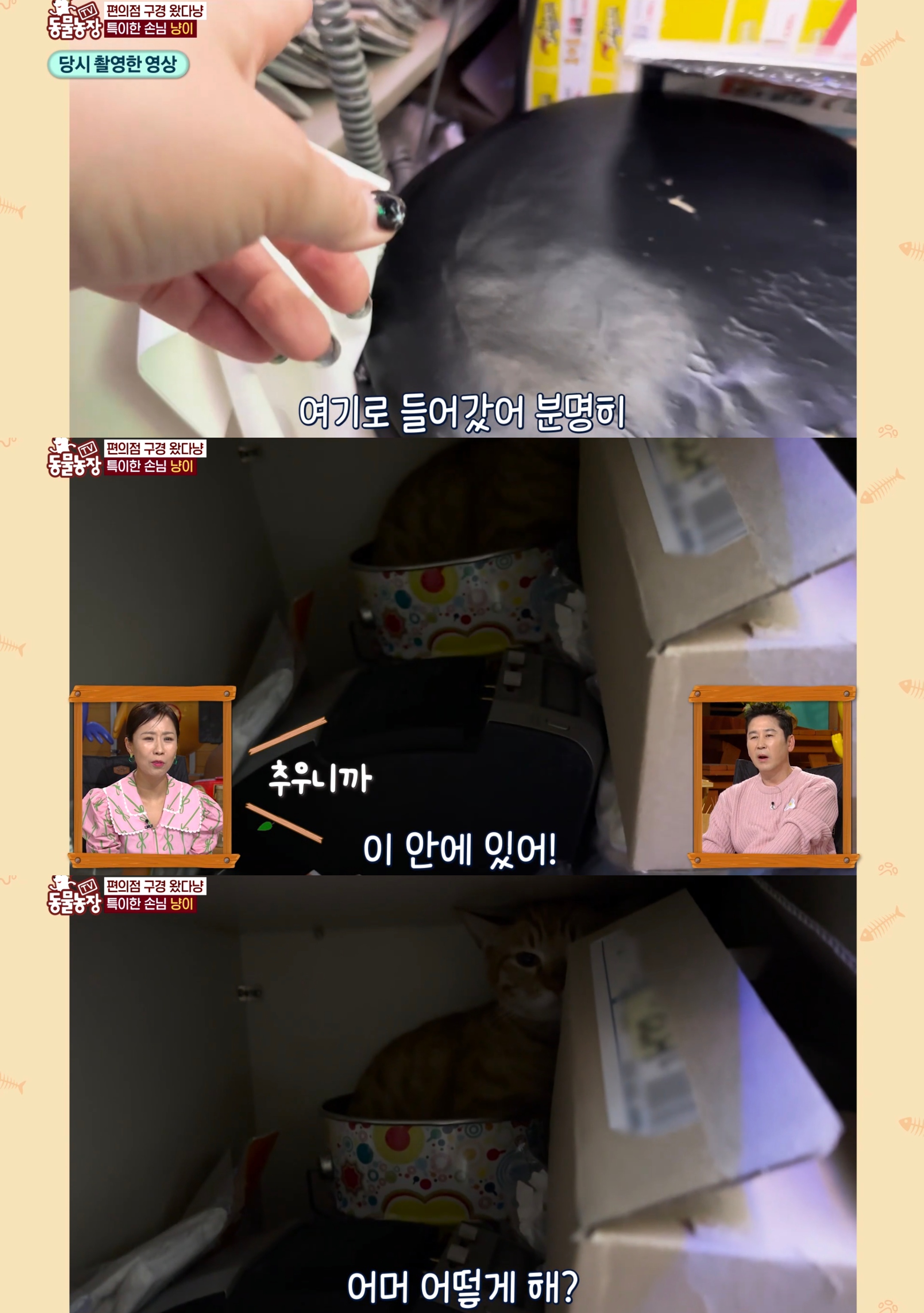 충격 전개로 눈물나는 이번주 동물농장 편의점 고양이 사연.jpg | 인스티즈